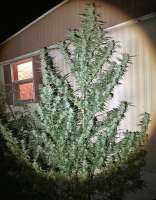 Garlic Kiska archive 4