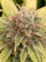 An image of Hulk Breath