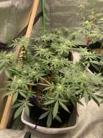 An image of Grape Ape Cookies