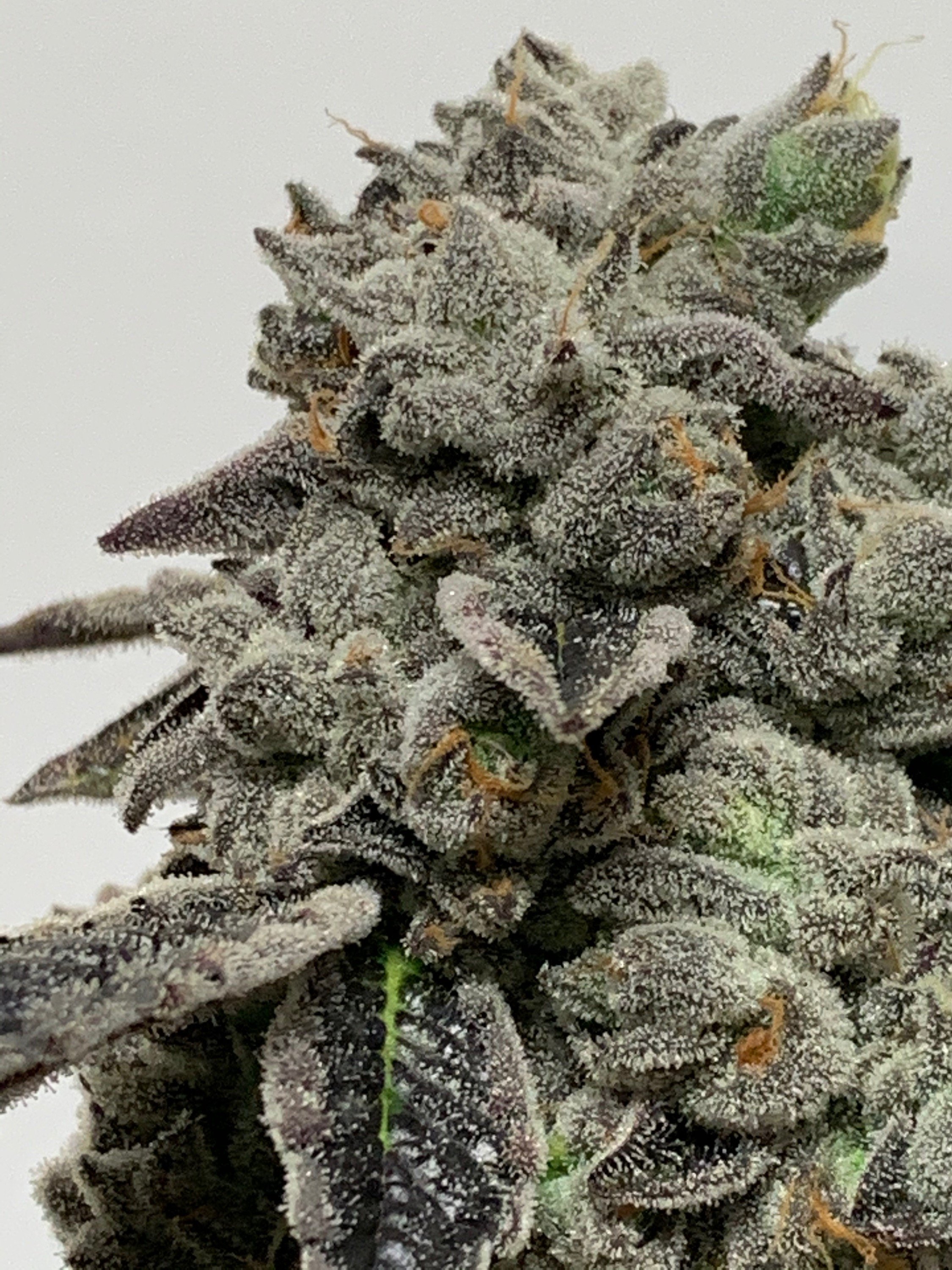 Starburst Bubba flowering cannabis, as labeled by the cited photo source
