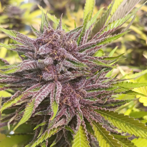 An image of Pink Sugar Breath