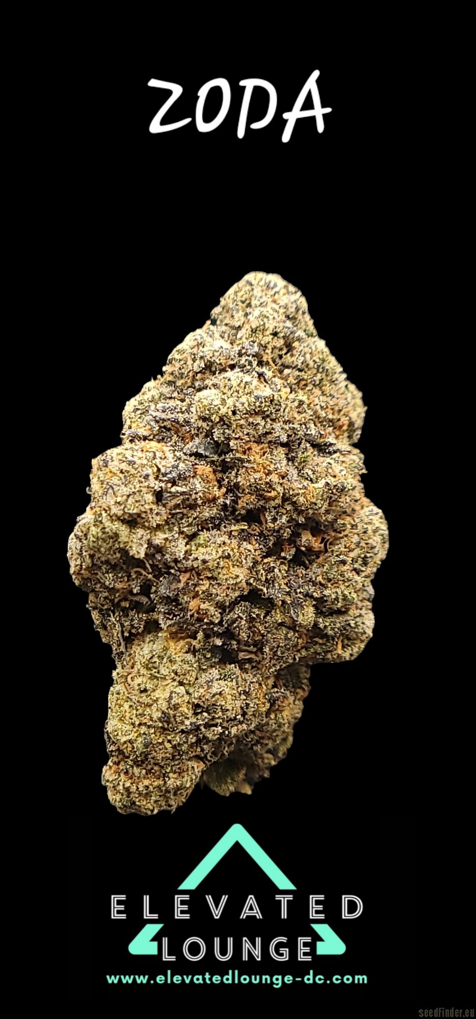 Zoda flower, as labeled by the cited photo source