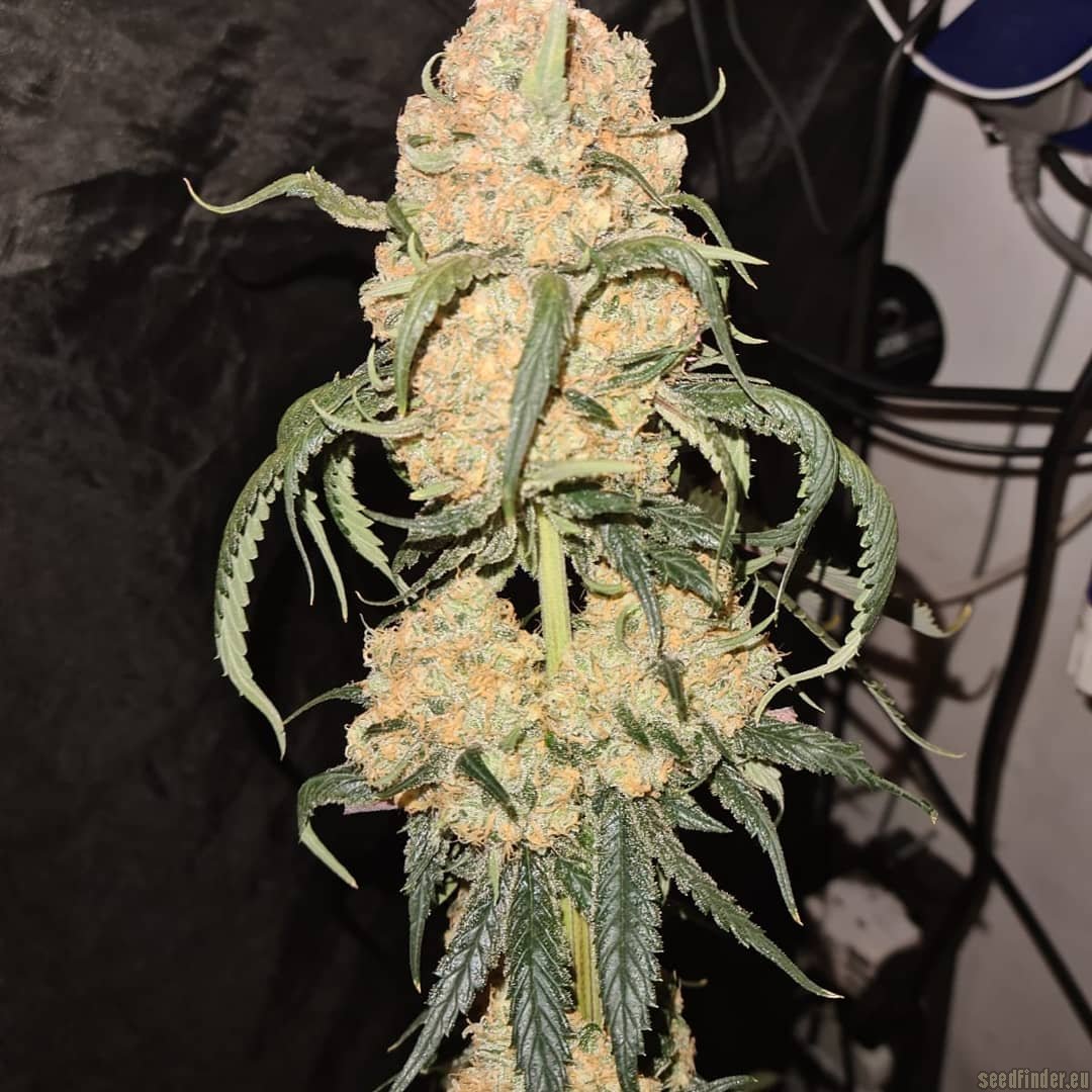 Red Velvet Sherbet