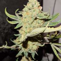 Red Velvet Sherbet archive 2