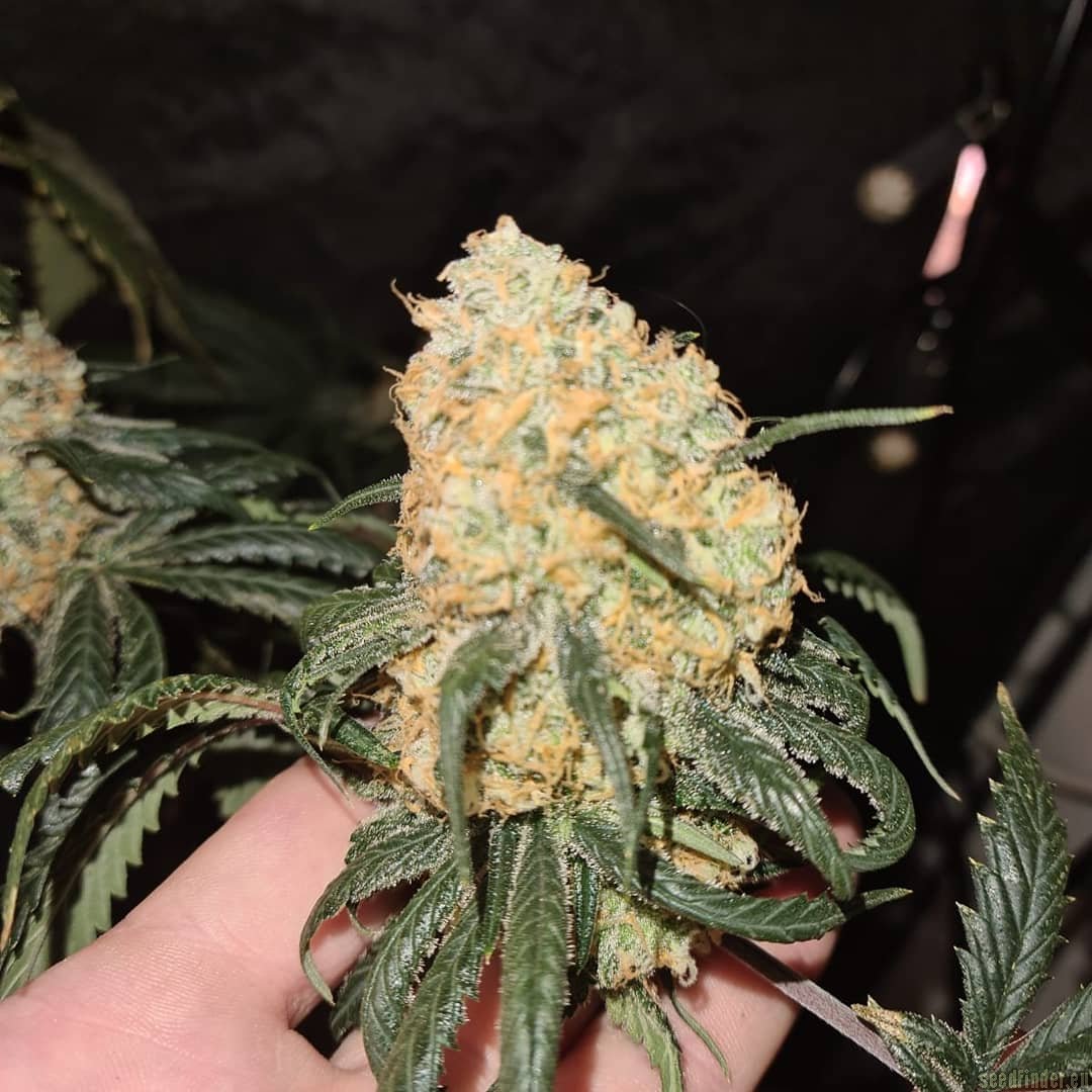 Red Velvet Sherbet