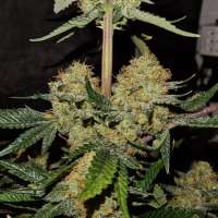 Red Velvet Sherbet archive 1