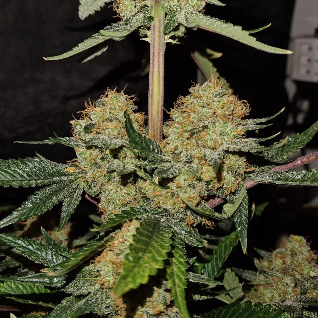 Red Velvet Sherbet