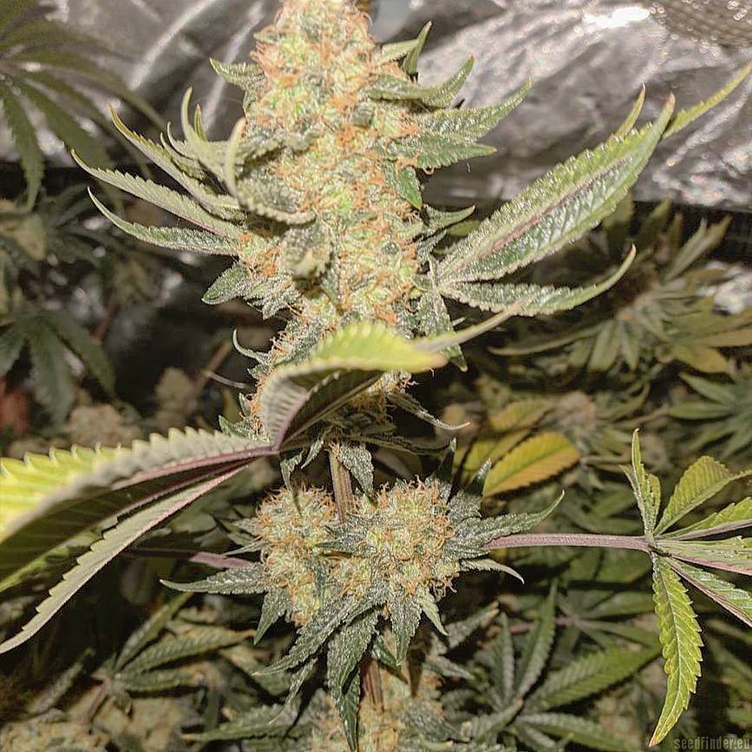 Red Velvet Sherbet