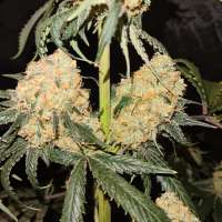 Red Velvet Sherbet archive 3