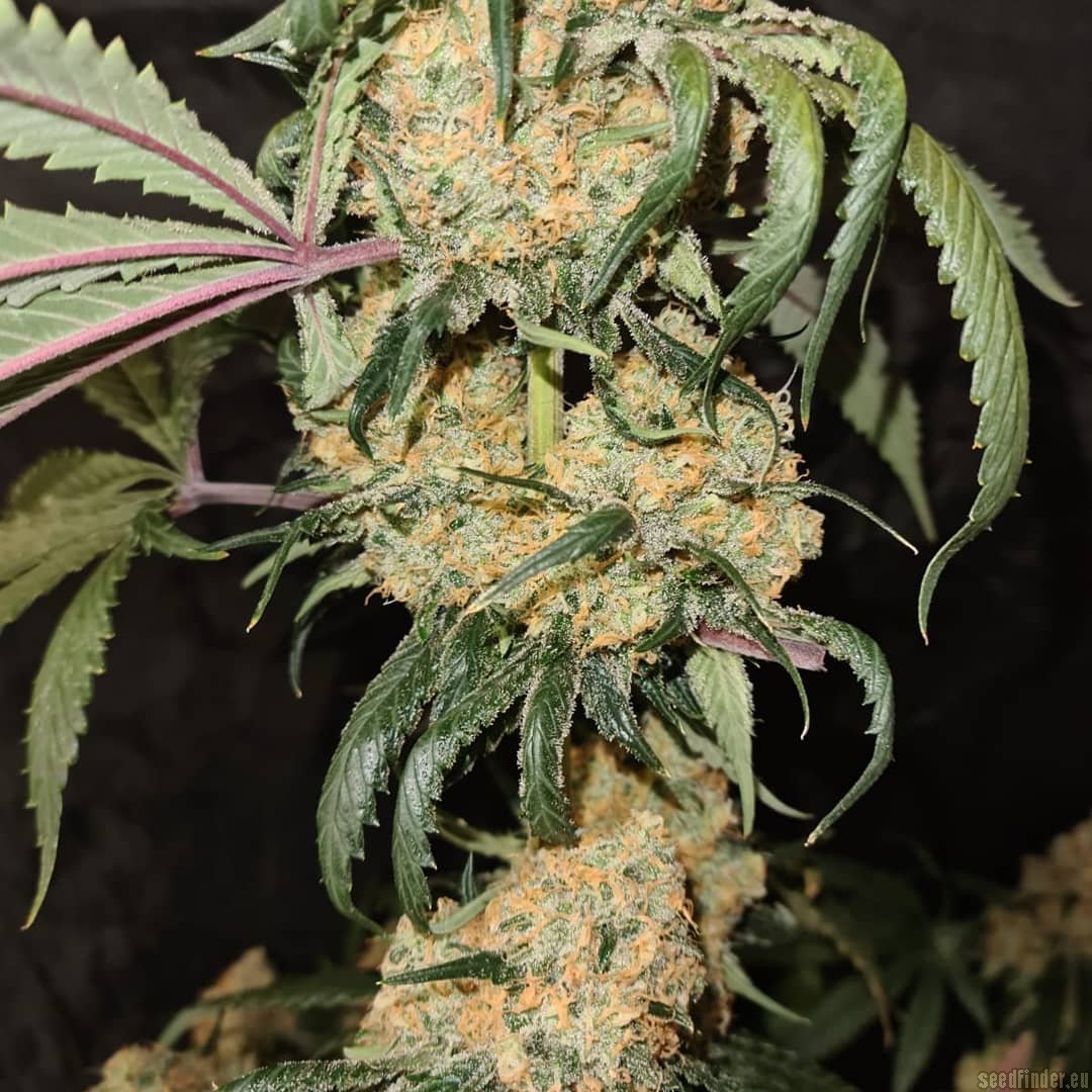 Red Velvet Sherbet