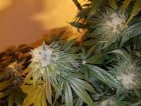 Grease Monkey: strain page photo, credit seedfinder.eu, copyright status shown with credit copyright unverified