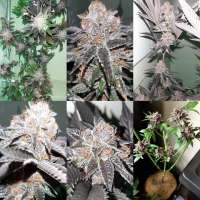 Orange an Berriez archive 2