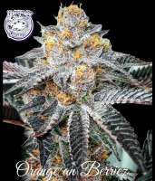 Orange an Berriez archive 1