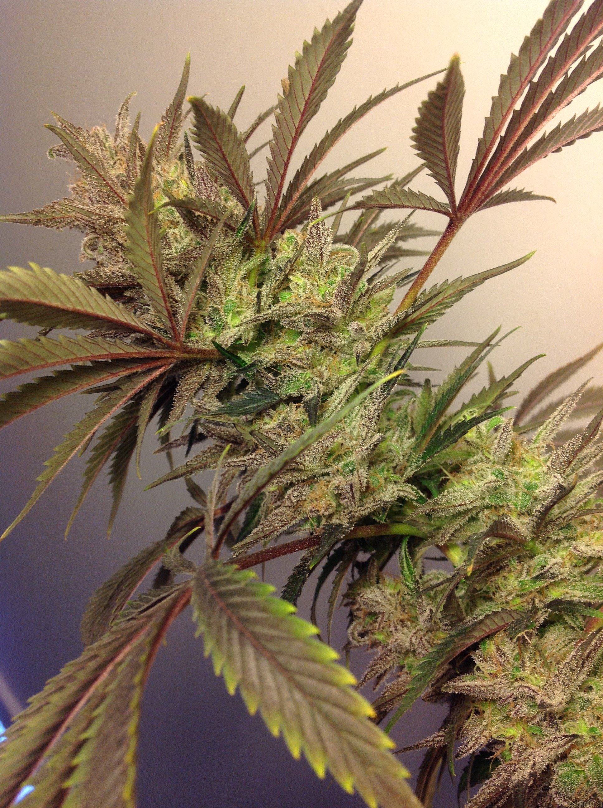 ’88 G13 Hash Plant flowering cannabis, as labeled by the cited photo source