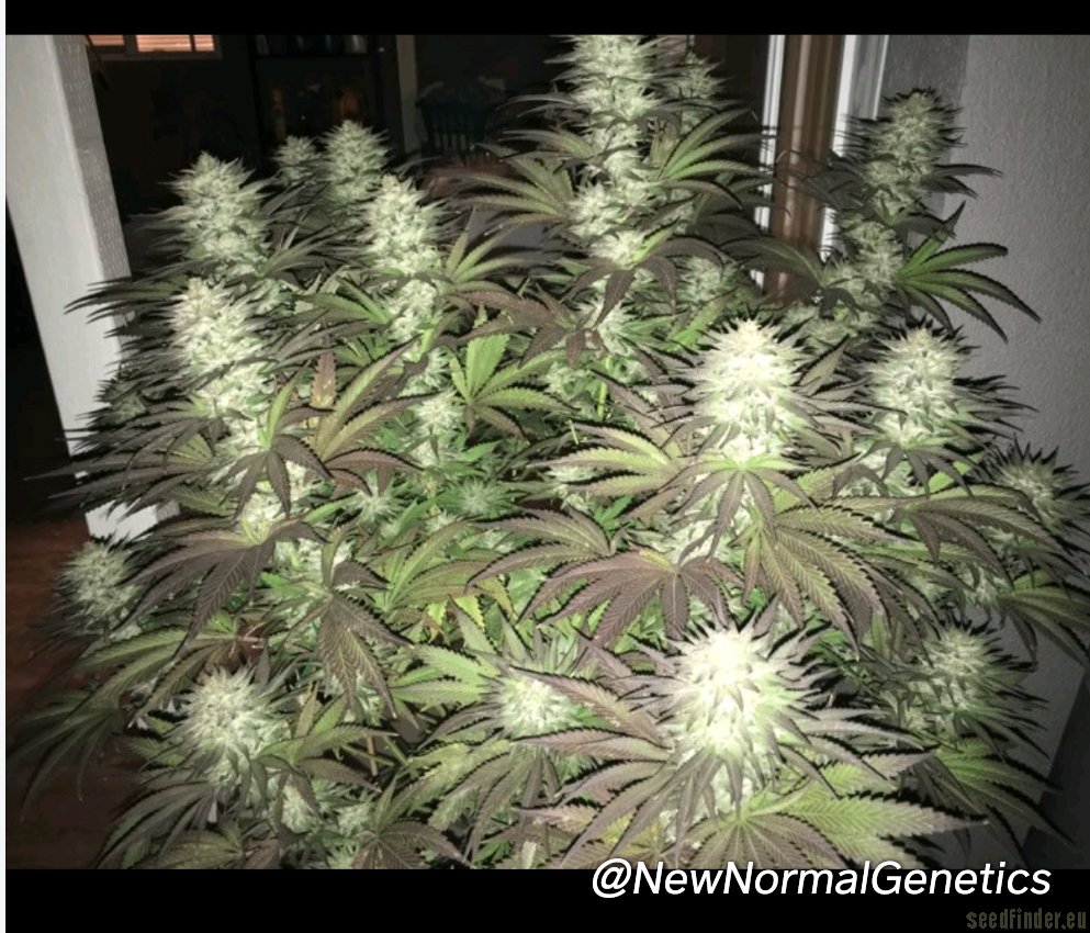 Black Berry Kush flowering cannabis, as labeled by the cited image source