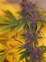 Black Cherry Soda: strain page photo, credit seedfinder.eu, copyright status shown with credit copyright unverified