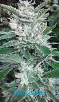 Blue Cookies: strain page photo, credit seedfinder.eu, copyright status shown with credit copyright unverified