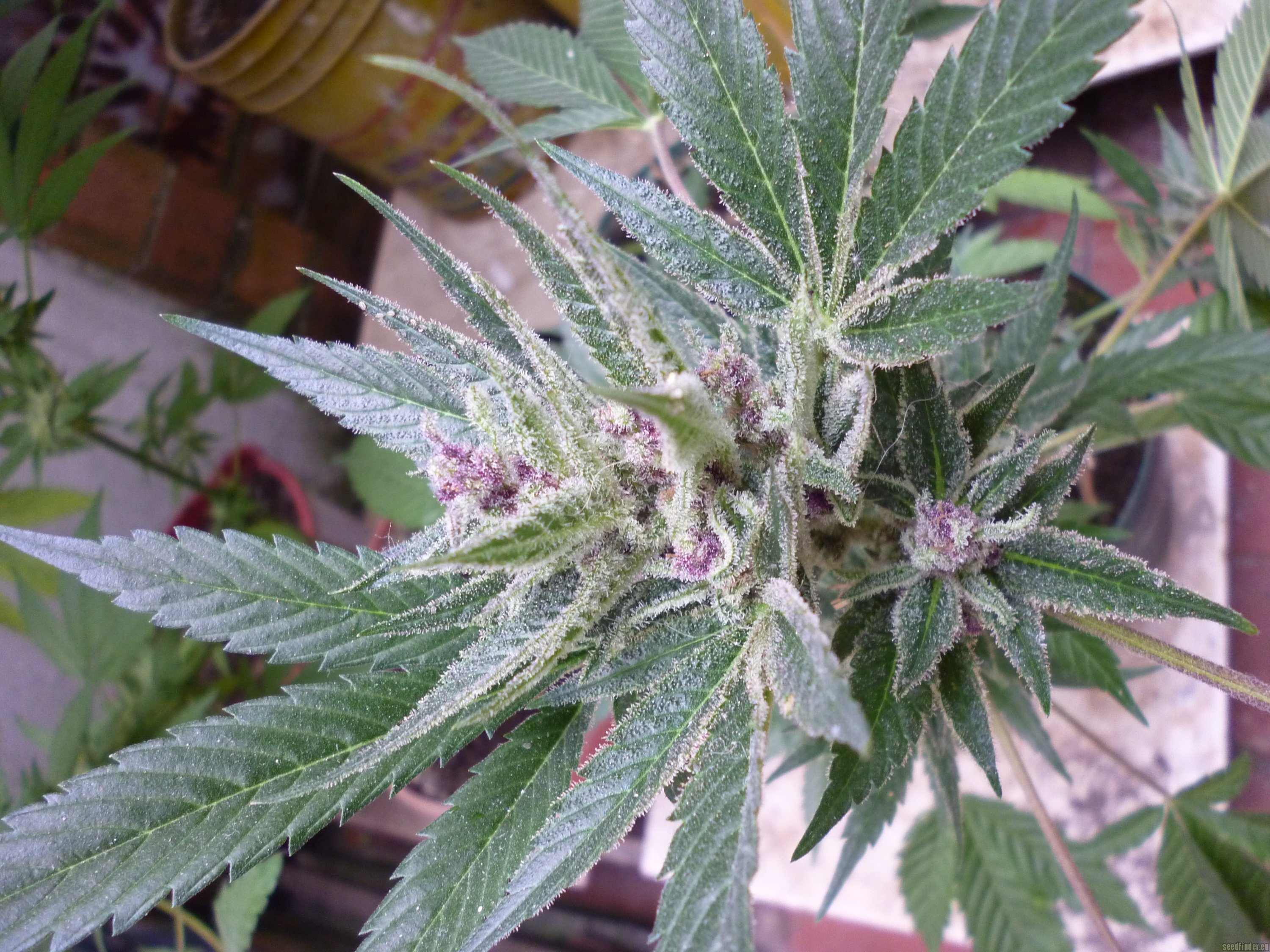 Charlotte's Web flowering cannabis, as labeled by the cited photo source