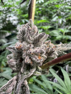 Cheetah Piss: strain page photo, credit seedfinder.eu, copyright status shown with credit copyright unverified