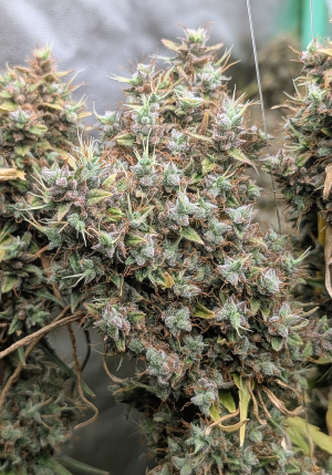 An image of Chocolate Thai