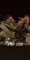 Chocolate Thai: strain page photo, credit seedfinder.eu, copyright status shown with credit copyright unverified