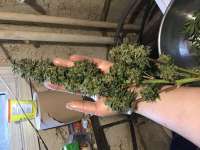 Cookie Monster: strain page photo, credit seedfinder.eu, copyright status shown with credit copyright unverified