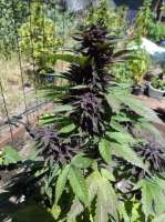 Dark Desire archive 3