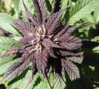 Dark Desire archive 2