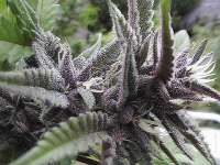 Dark Desire archive 4