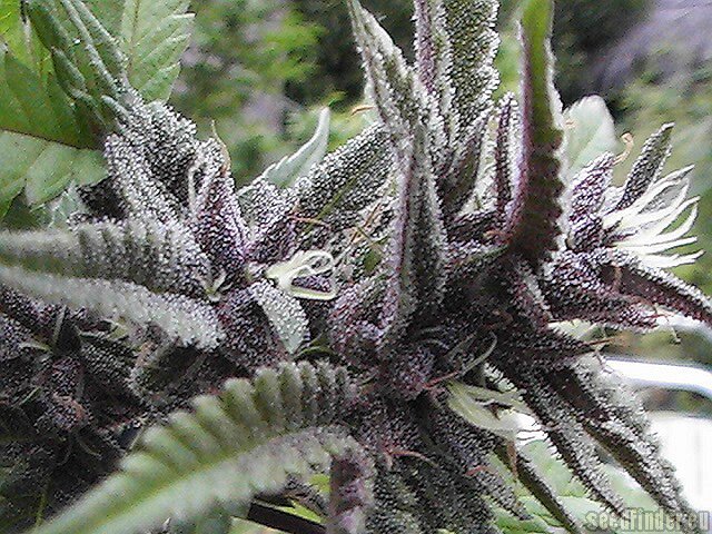 Dark Desire flowering cannabis, as labeled by the cited photo source