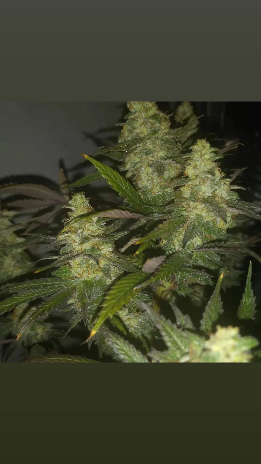 Early Resin Berry flowering cannabis, as labeled by the cited photo source