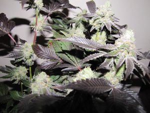 Gary Payton: strain page photo, credit seedfinder.eu, copyright status shown with credit copyright unverified