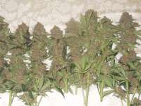 Grand Daddy Purple: strain page photo, credit seedfinder.eu, copyright status shown with credit copyright unverified