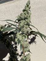 Hawgsbreath archive 4