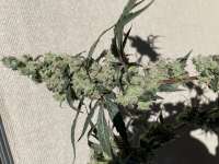 Hawgsbreath archive 3