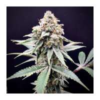 Jolly Rancher archive 1