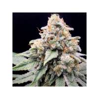 Jolly Rancher archive 2