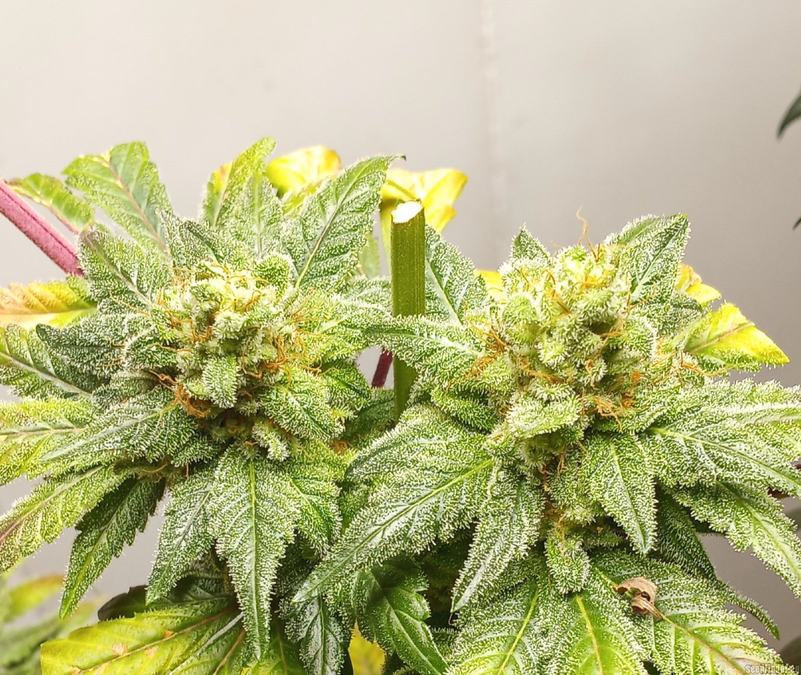 LA Pure Kush flowering cannabis, as labeled by the cited photo source