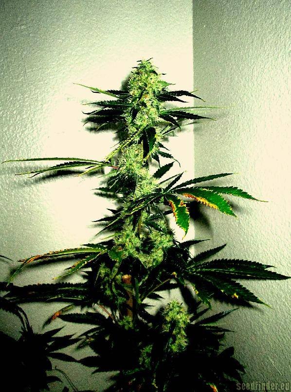 Las Vegas Lemon Skunk flowering cannabis, as labeled by the cited photo source