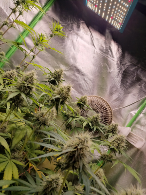 An image of Leopard Kush