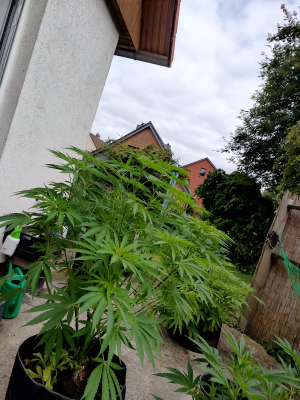 An image of Leopard Kush
