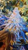 Mandarin Sunset: strain page photo, credit seedfinder.eu, copyright status shown with credit copyright unverified