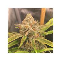 Mandarin Sunset: strain page photo, credit seedfinder.eu, copyright status shown with credit copyright unverified