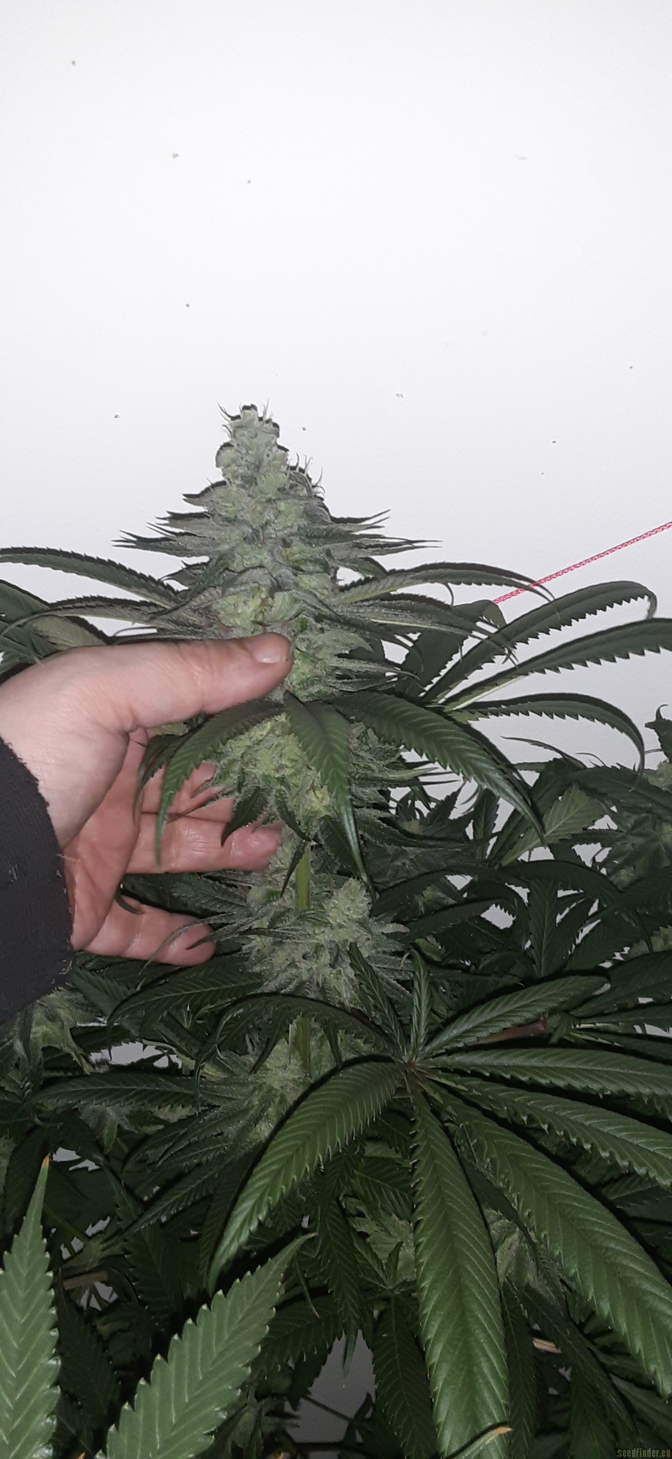 Mass Super Skunk flowering cannabis, as labeled by the cited image source