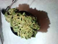 Mendo Purps: strain page photo, credit seedfinder.eu, copyright status shown with credit copyright unverified