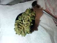 Mendo Purps: strain page photo, credit seedfinder.eu, copyright status shown with credit copyright unverified