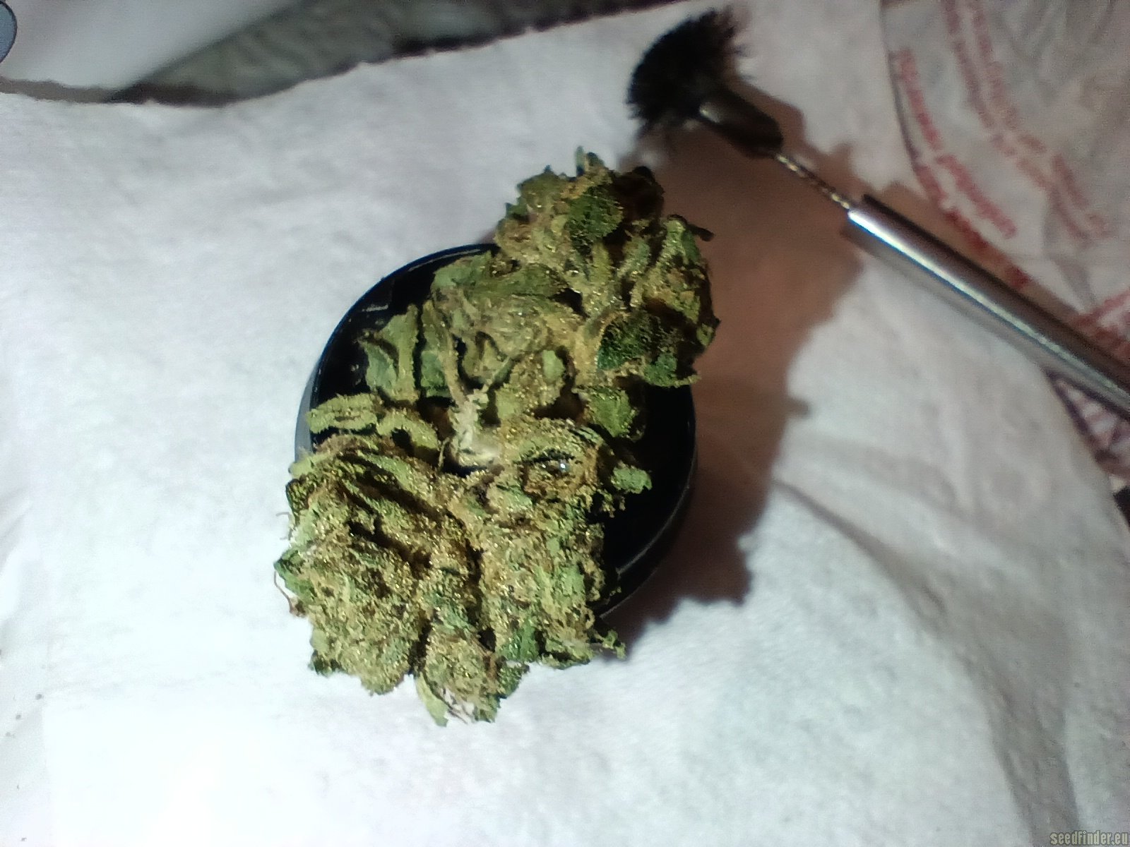 Mendo Purps flower, as labeled by the cited image source