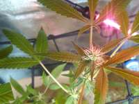 NaPali Pink archive 2