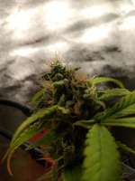 NaPali Pink archive 1