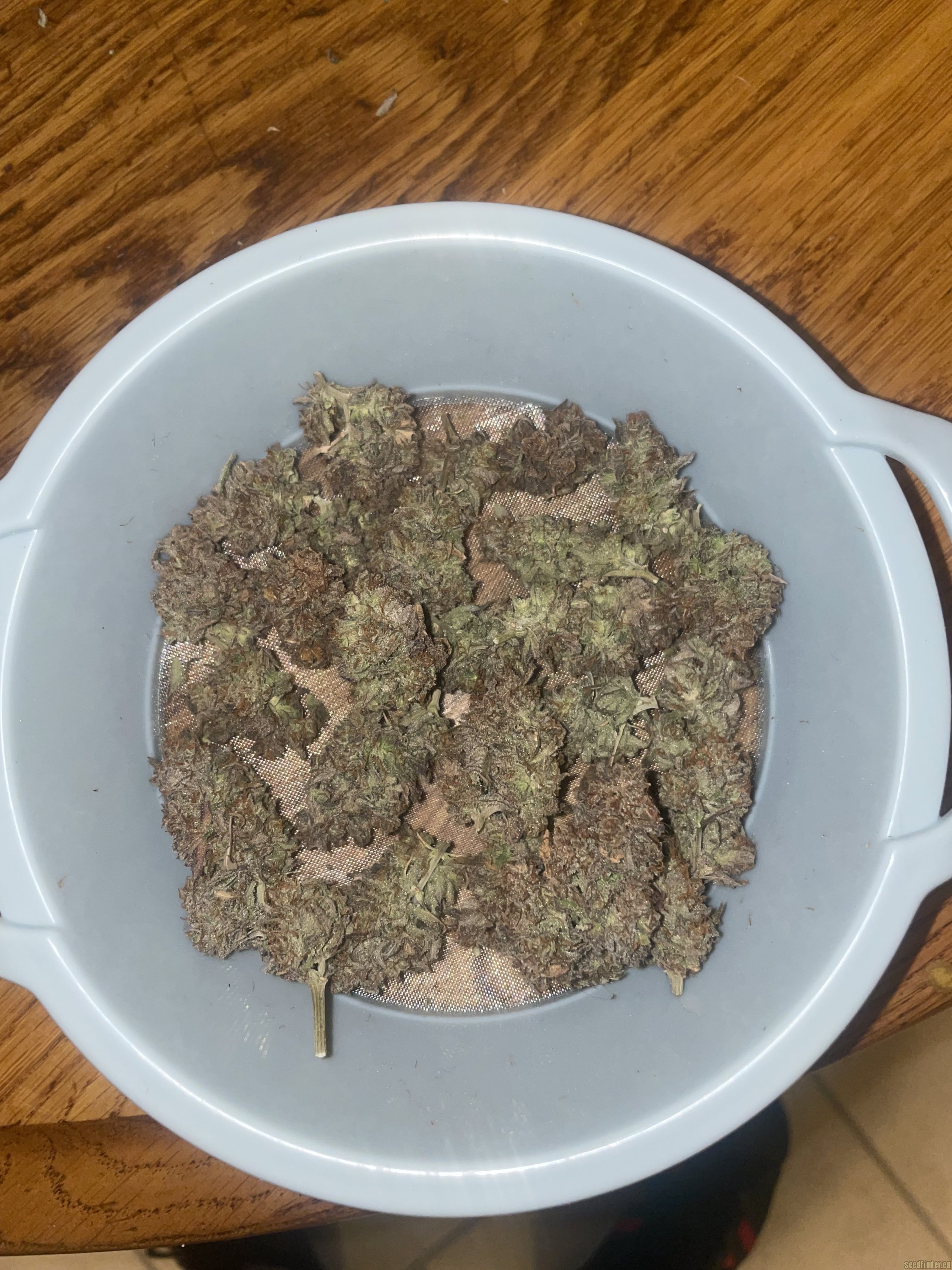 Old Man Purps flower, as labeled by the cited photo source
